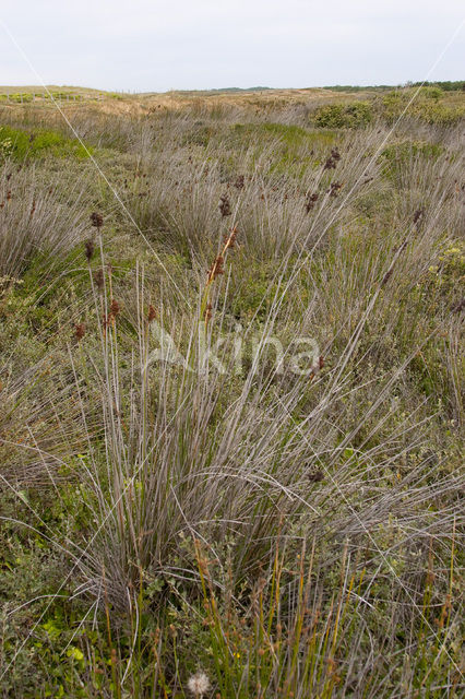 spiny rush