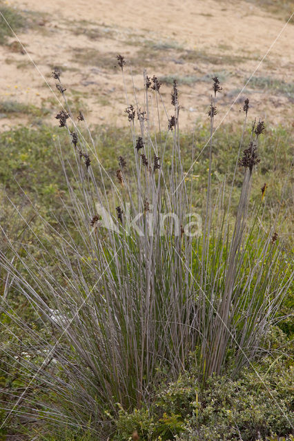 spiny rush