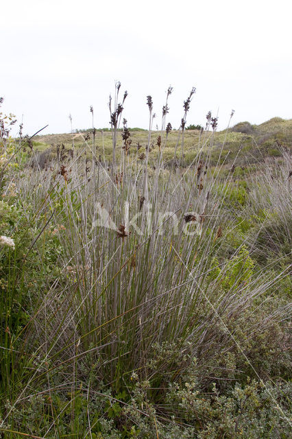 spiny rush