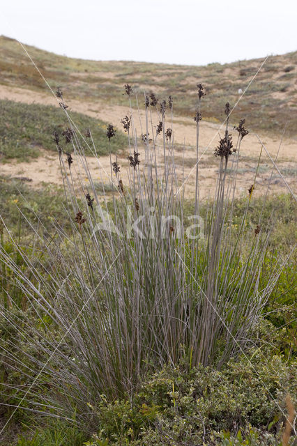 spiny rush