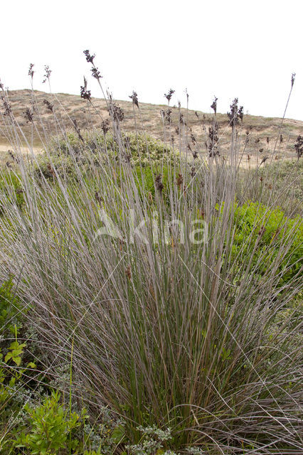 spiny rush