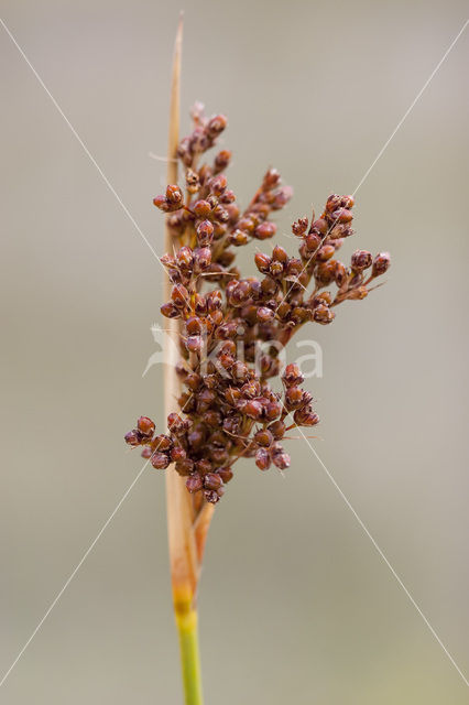 spiny rush