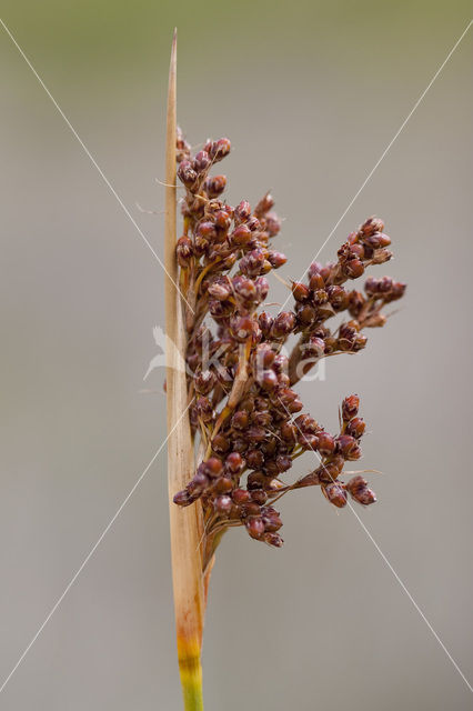 spiny rush