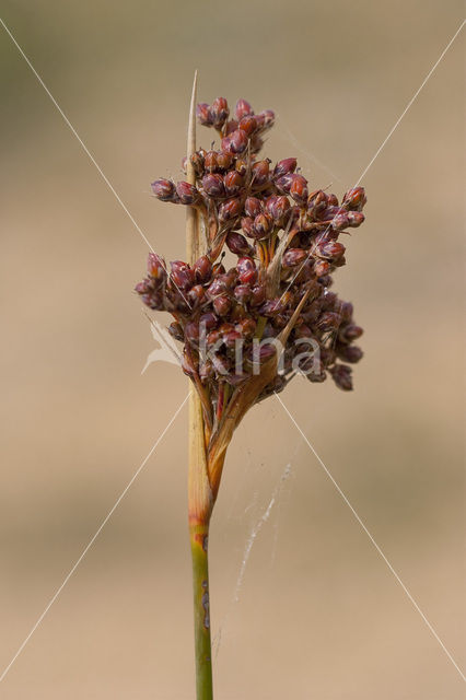 spiny rush