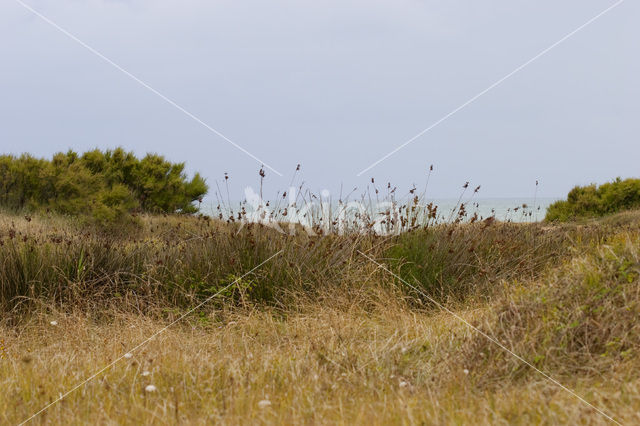 spiny rush