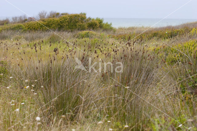 spiny rush