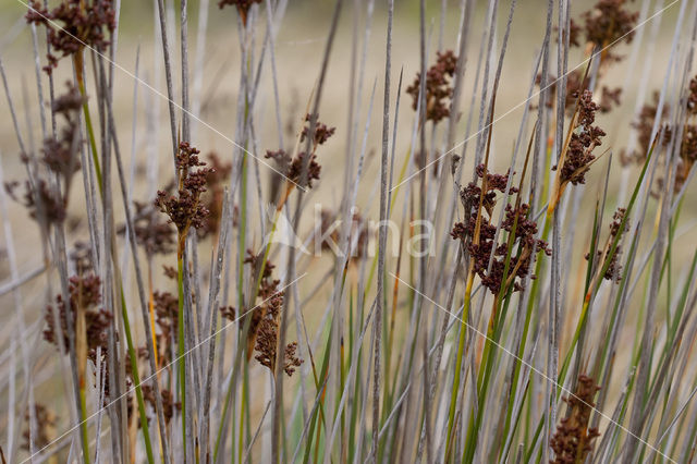 spiny rush