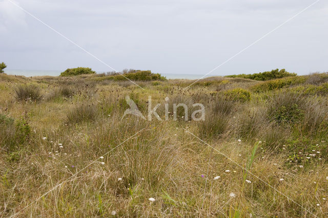 spiny rush