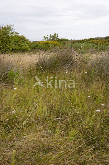 spiny rush