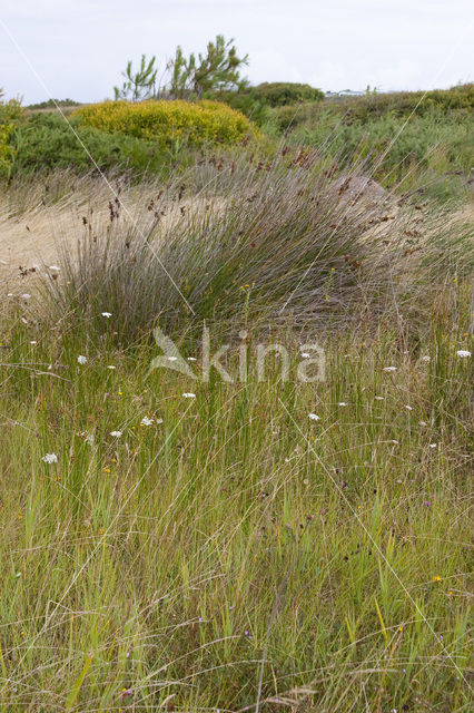 spiny rush