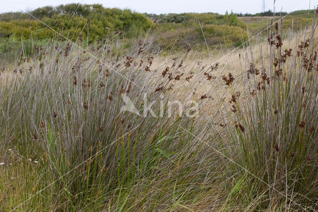 spiny rush