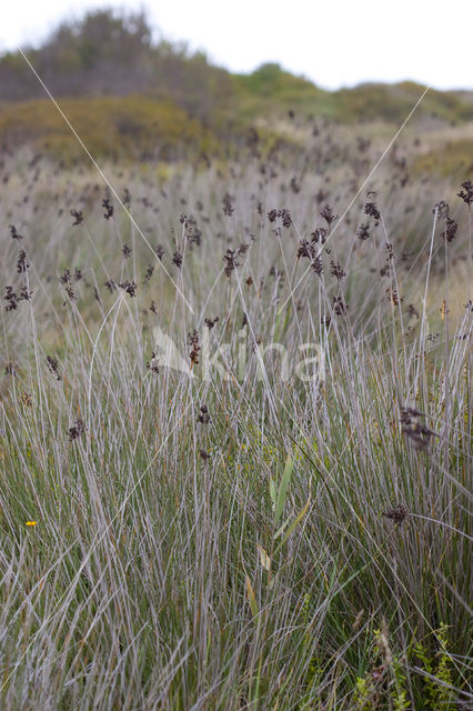 spiny rush