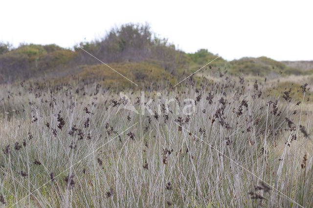 spiny rush