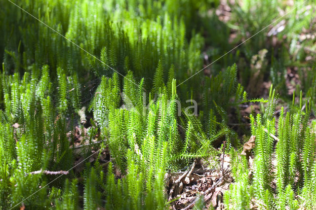 Stekende wolfsklauw (Lycopodium annotinum)