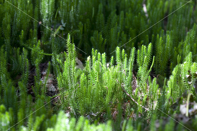 Stekende wolfsklauw (Lycopodium annotinum)