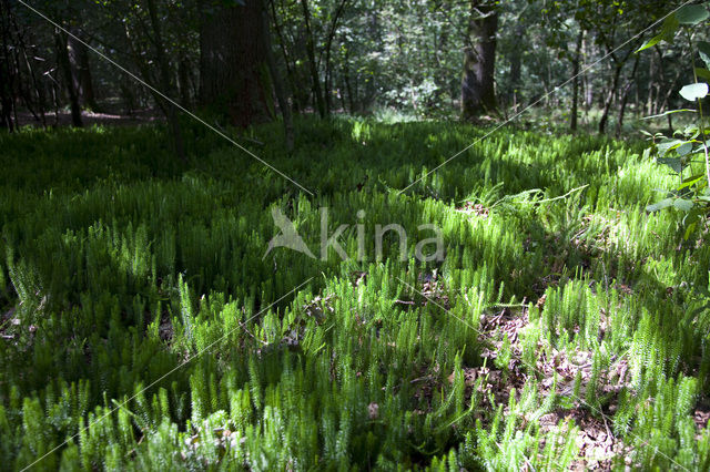 Stekende wolfsklauw (Lycopodium annotinum)