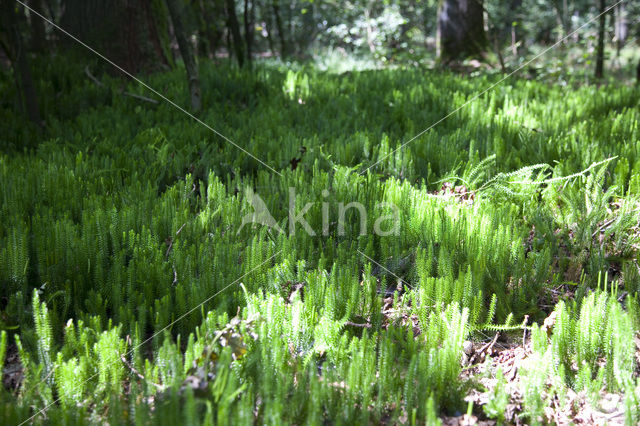 Stekende wolfsklauw (Lycopodium annotinum)