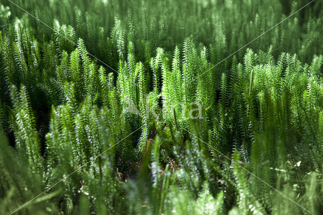 Stekende wolfsklauw (Lycopodium annotinum)