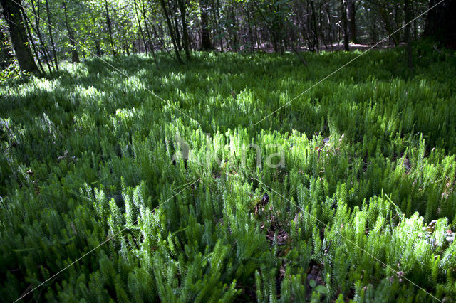 Stekende wolfsklauw (Lycopodium annotinum)