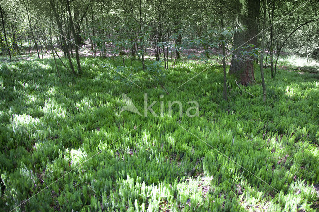 Stekende wolfsklauw (Lycopodium annotinum)