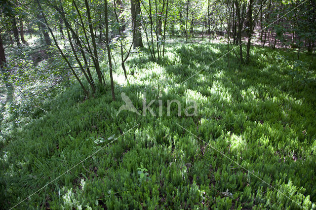 Stekende wolfsklauw (Lycopodium annotinum)