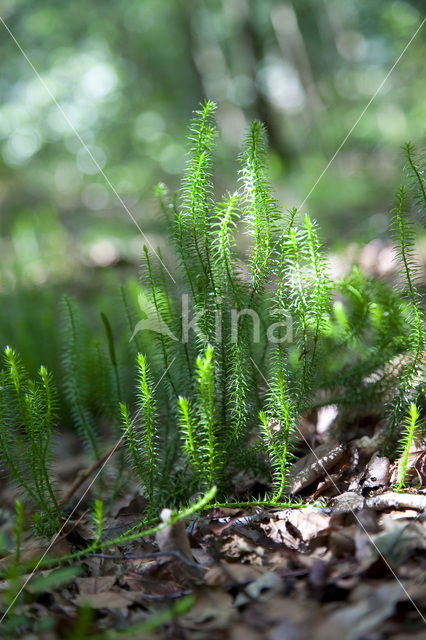 Stekende wolfsklauw (Lycopodium annotinum)