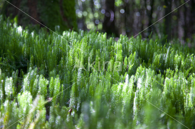 Stekende wolfsklauw (Lycopodium annotinum)