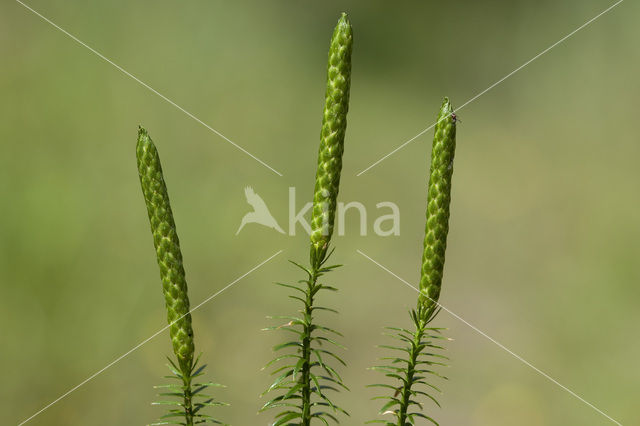 Stekende wolfsklauw (Lycopodium annotinum)