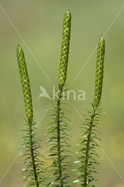 Stekende wolfsklauw (Lycopodium annotinum)