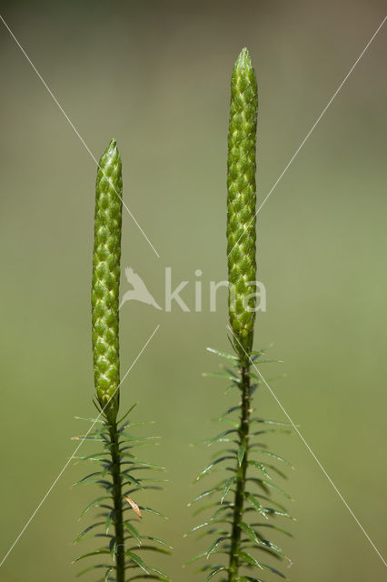 Stekende wolfsklauw (Lycopodium annotinum)