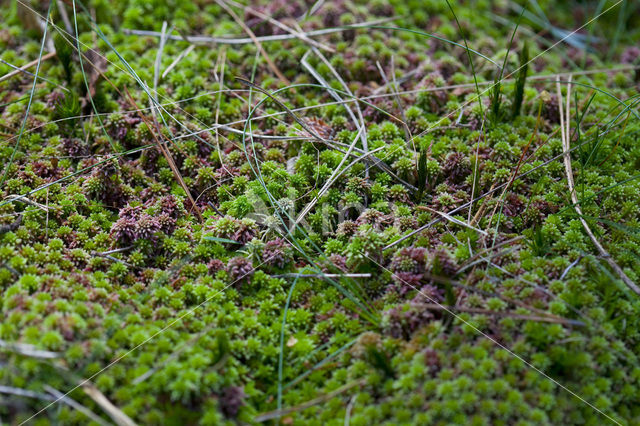 Stijf veenmos (Sphagnum capillifolium)