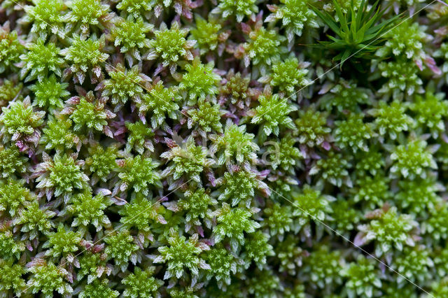 Stijf veenmos (Sphagnum capillifolium)