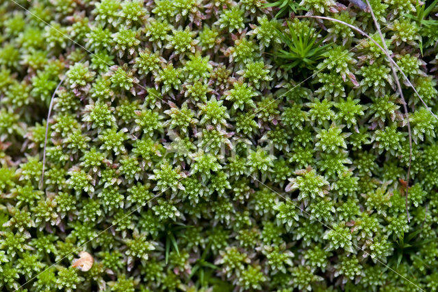 Stijf veenmos (Sphagnum capillifolium)