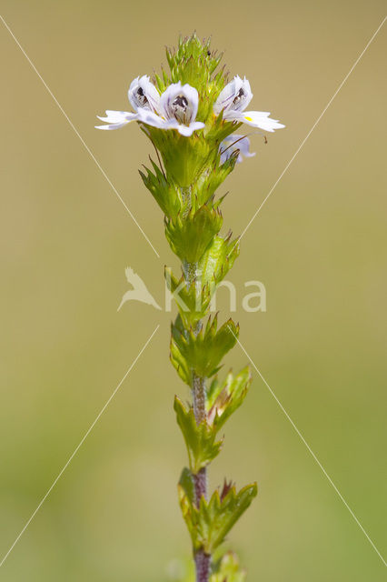 Rigid Eyebright (Euphrasia stricta)