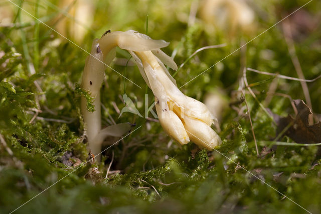 Stofzaad (Monotropa hypopitys)