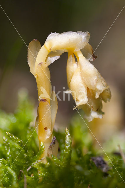 Stofzaad (Monotropa hypopitys)