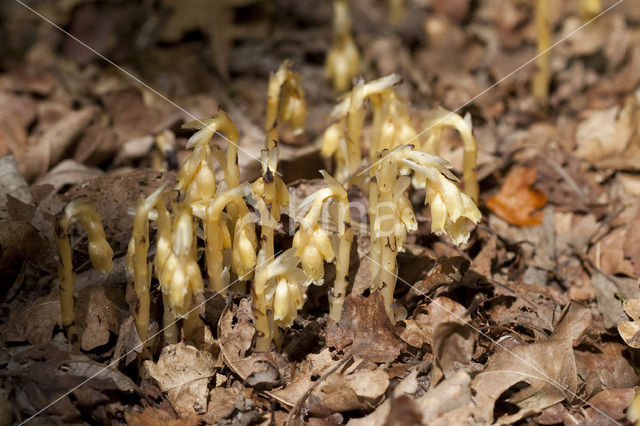 Stofzaad (Monotropa hypopitys)