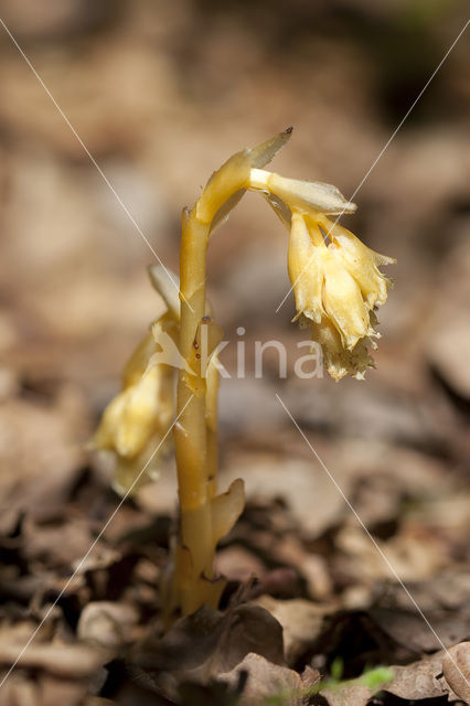 Stofzaad (Monotropa hypopitys)