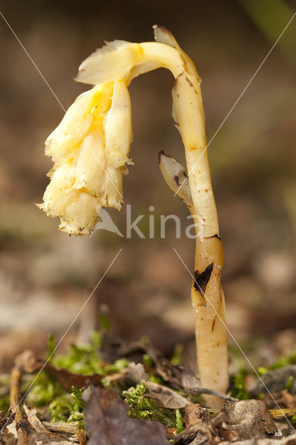 Stofzaad (Monotropa hypopitys)