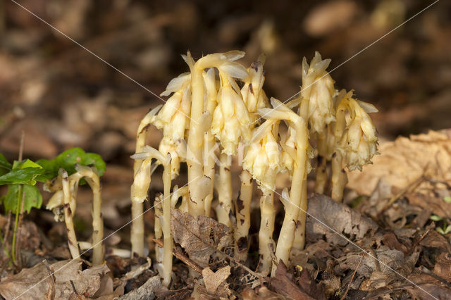 Stofzaad (Monotropa hypopitys)