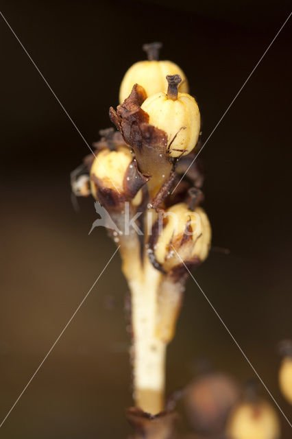 Stofzaad (Monotropa hypopitys)