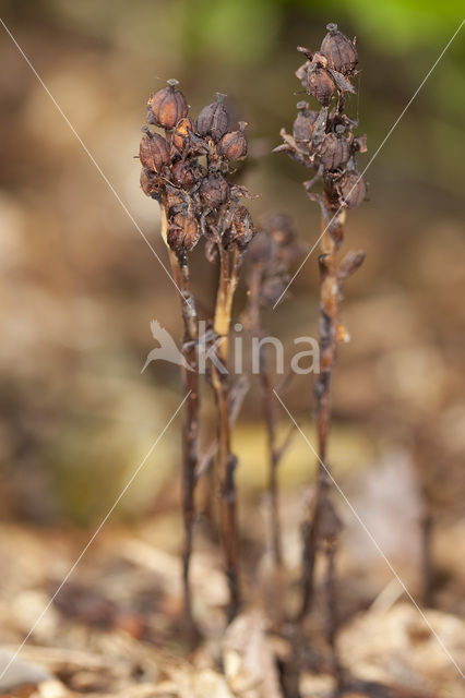 Stofzaad (Monotropa hypopitys)