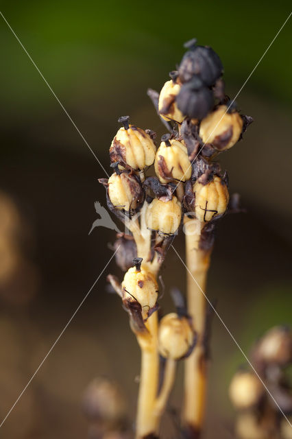 Stofzaad (Monotropa hypopitys)