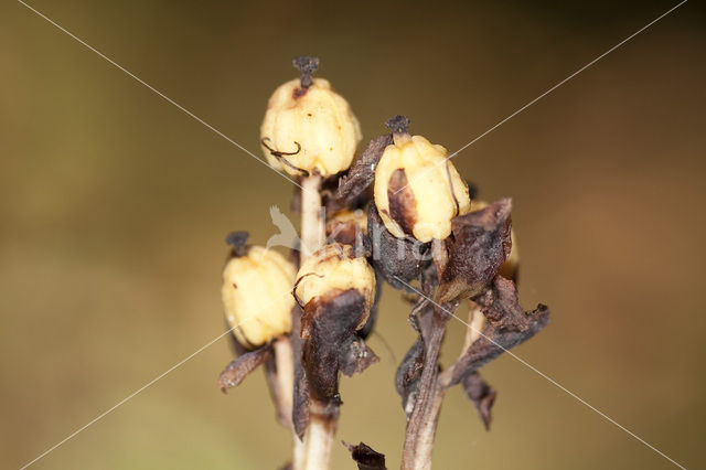 Stofzaad (Monotropa hypopitys)