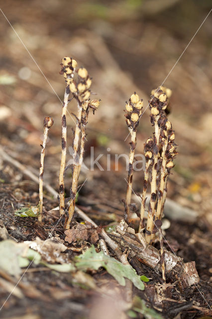 Stofzaad (Monotropa hypopitys)