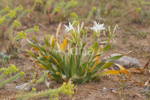 Strandnarcis (Pancratium maritimum)