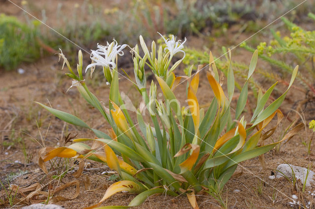 Strandnarcis (Pancratium maritimum)