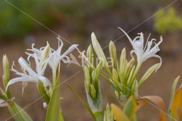 Strandnarcis (Pancratium maritimum)