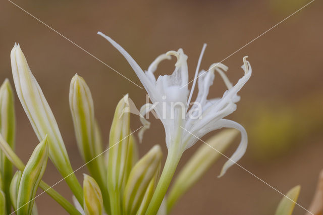 Strandnarcis (Pancratium maritimum)