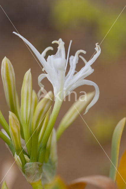 Strandnarcis (Pancratium maritimum)